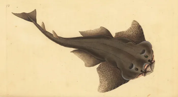 Framed Print : Angelshark, Squatina squatina. Critically endangered Framed Print : Angelshark, Squatina squatina. Critically endangered