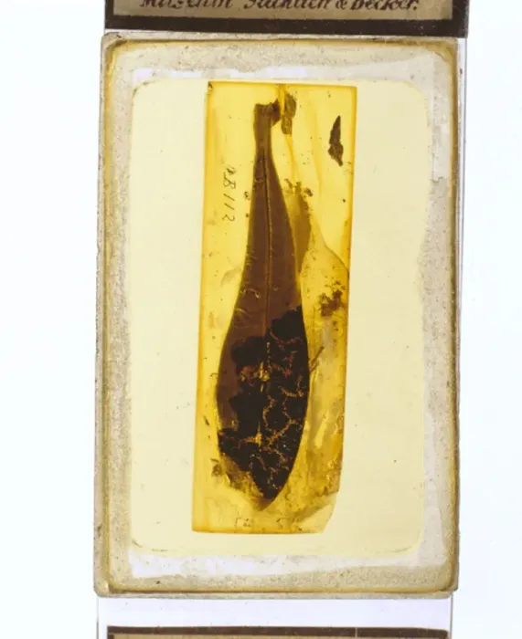 Framed Print : Angiosperm leaf in Baltic amber Framed Print : Angiosperm leaf in Baltic amber