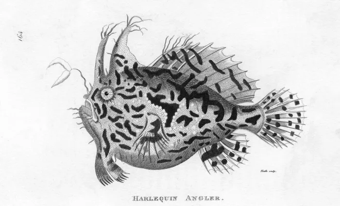 Framed Print : Angler Fish / Harlequin Framed Print : Angler Fish / Harlequin