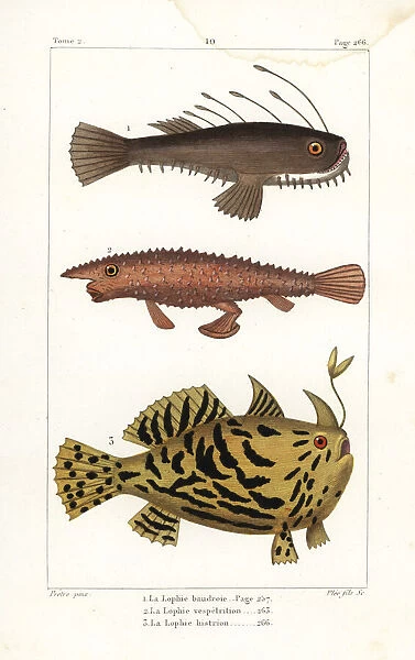 Angler fish, longnose batfish, and Sargassumfish