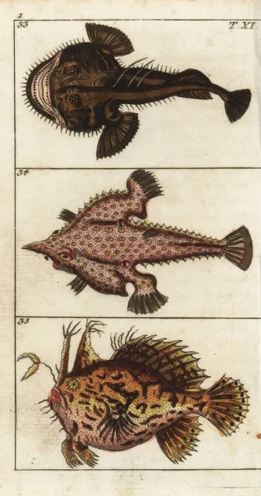 Framed Print : Angler fish, longnose batfish and sargassumfish Framed Print : Angler fish, longnose batfish and sargassumfish