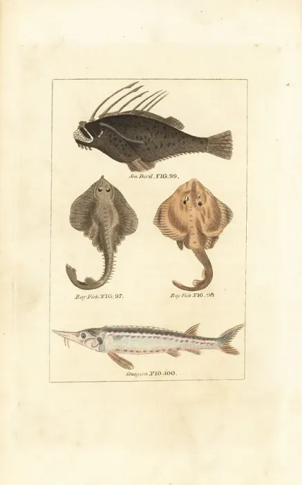 Framed Print : Angler fish, rays and sturgeon Framed Print : Angler fish, rays and sturgeon