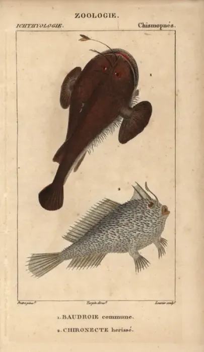 Framed Print : Anglerfish, Lophius piscatorius, and spotted Framed Print : Anglerfish, Lophius piscatorius, and spotted
