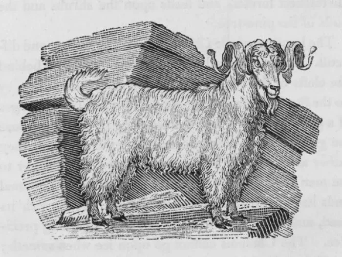 Framed Print : Angora Goat (Bewick) Framed Print : Angora Goat (Bewick)