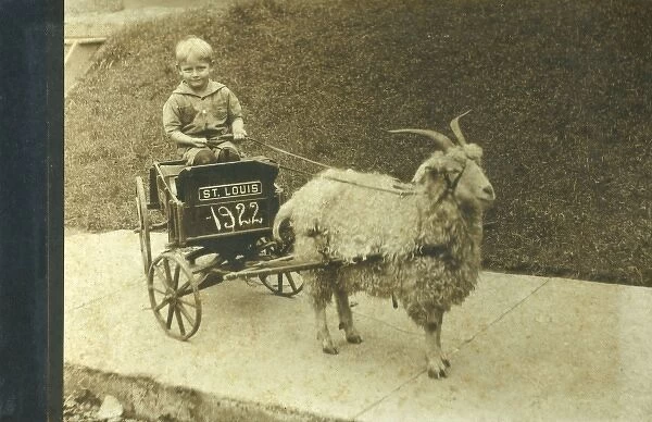 Angora Goat pulling a childs cart