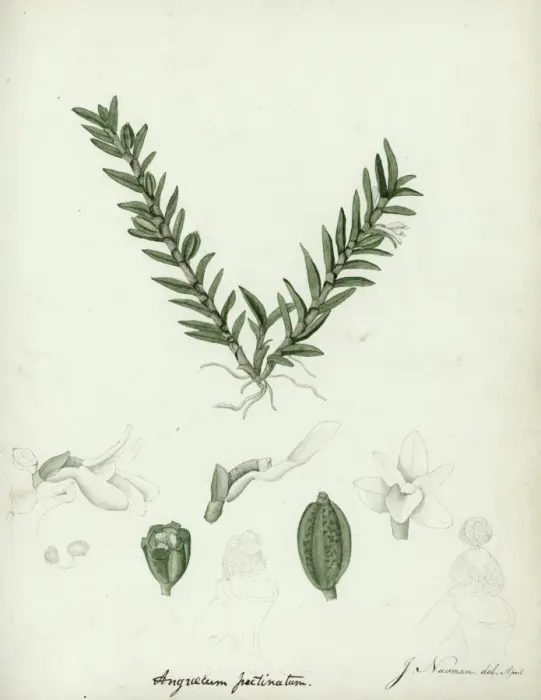 Framed Print : Angriecum pectinatum Framed Print : Angriecum pectinatum