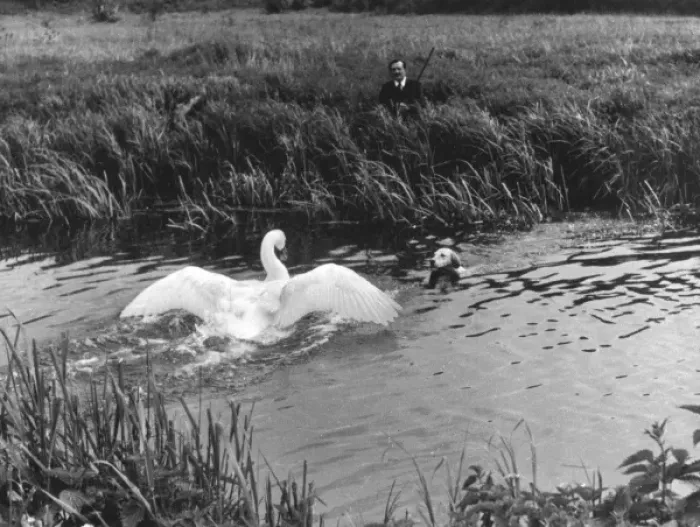 Framed Print : Angry Swan & Hound Framed Print : Angry Swan & Hound