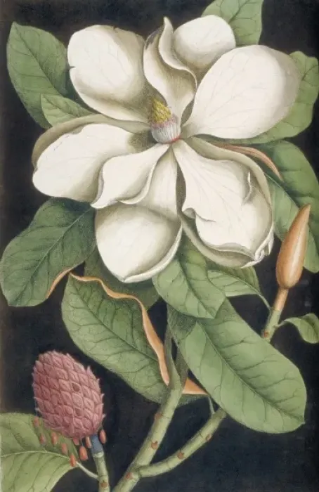 Framed Print : Anguis niger, bead snake & Convolvulus radice, Virginian pot Framed Print : Anguis niger, bead snake & Convolvulus radice, Virginian pot