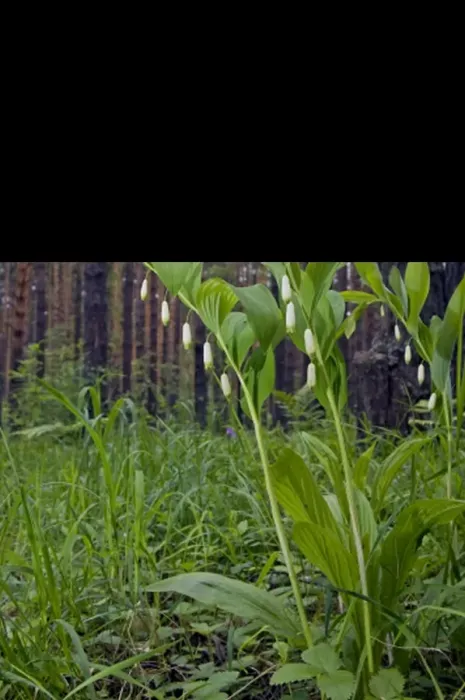 Framed Print : Angular Solomon - seal / Scented Solomon - seal Framed Print : Angular Solomon - seal / Scented Solomon - seal