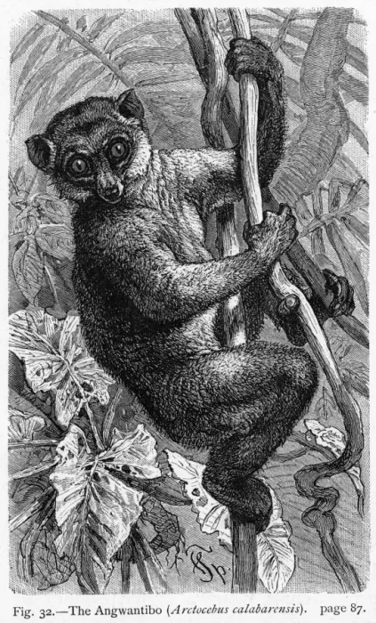 Framed Print : Angwantibo - 1 Framed Print : Angwantibo - 1