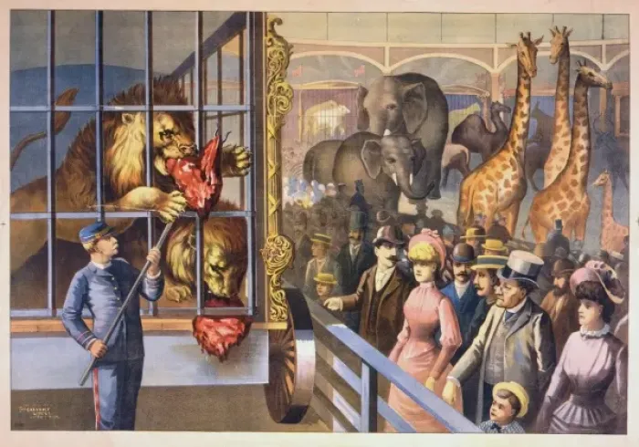 Framed Print : An animal keeper feeding raw meat to lions in a circus cage Framed Print : An animal keeper feeding raw meat to lions in a circus cage