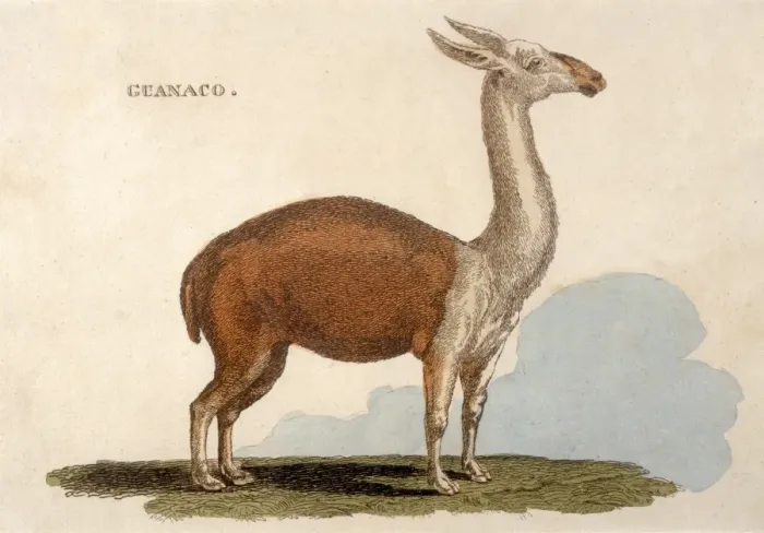 Framed Print : Animal / Llama / Guanaco Framed Print : Animal / Llama / Guanaco