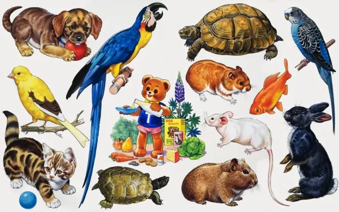 Framed Print : Animal montage Framed Print : Animal montage