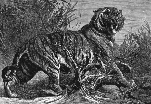 Animals / Cats / Tiger. A fierce tiger walks through grassland. (Panthera tigris) Date: 1880
