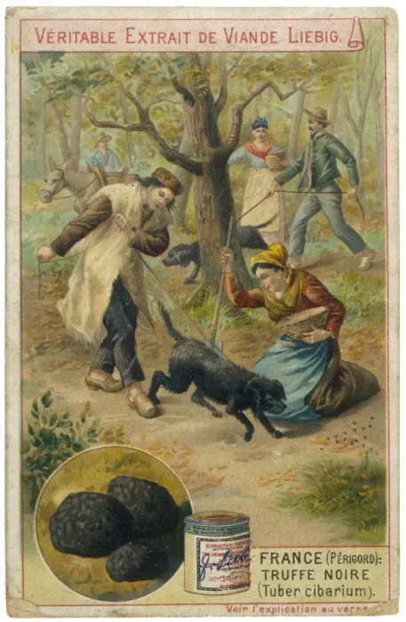 Framed Print : Animals / Dogs / Working Framed Print : Animals / Dogs / Working