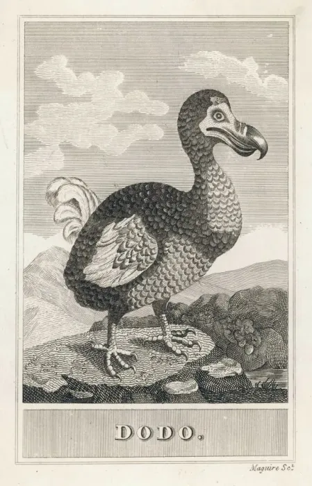 Framed Print : Animals / Extinct / Dodo Framed Print : Animals / Extinct / Dodo