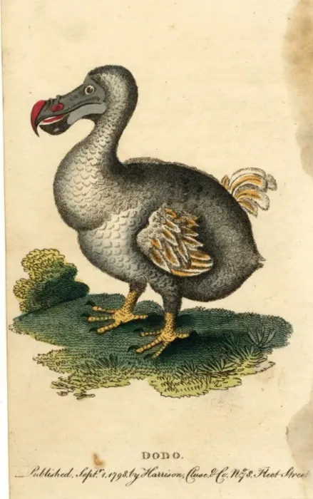 Framed Print : Animals / Extinct / Dodo Framed Print : Animals / Extinct / Dodo