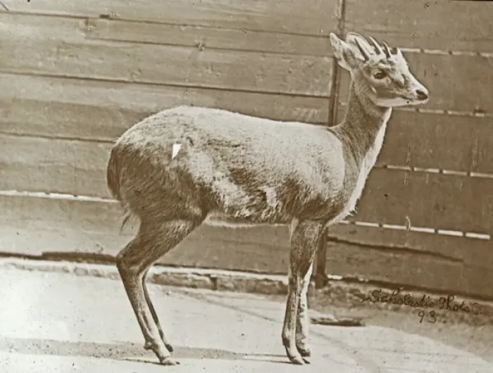 Framed Print : Animals at a French Zoo - 4 - horned antelope Framed Print : Animals at a French Zoo - 4 - horned antelope