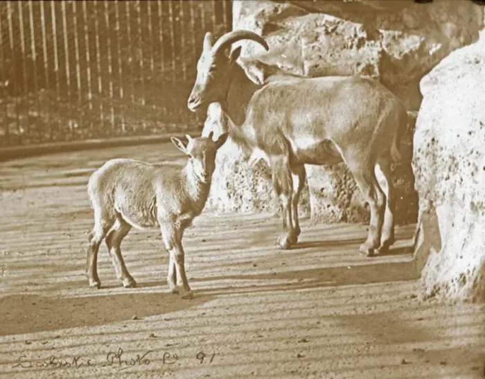 Framed Print : Animals at a French Zoo - Barbary sheep Framed Print : Animals at a French Zoo - Barbary sheep