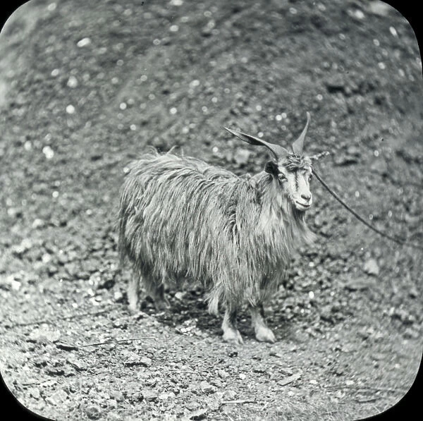 Animals at a French Zoo - Cashmere goat