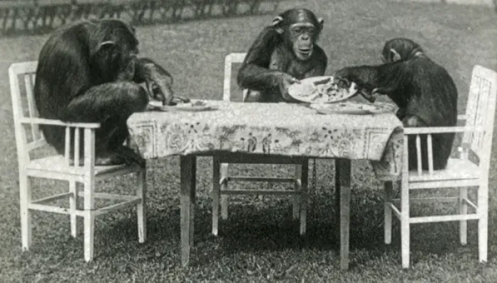 Framed Print : Animals at a French Zoo - Chimpanzee Tea Party Framed Print : Animals at a French Zoo - Chimpanzee Tea Party
