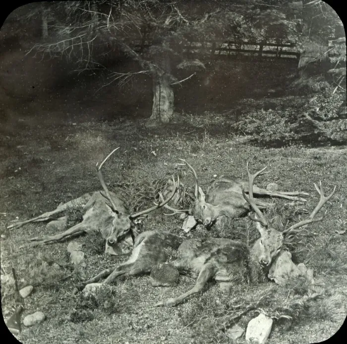 Framed Print : Animals at a French Zoo - Group of Stags Framed Print : Animals at a French Zoo - Group of Stags