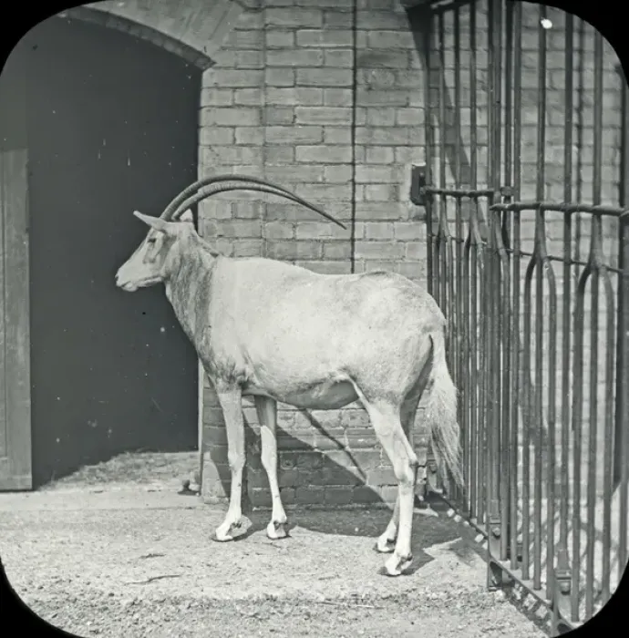 Framed Print : Animals at a French Zoo - heucorya (?) Framed Print : Animals at a French Zoo - heucorya (?)