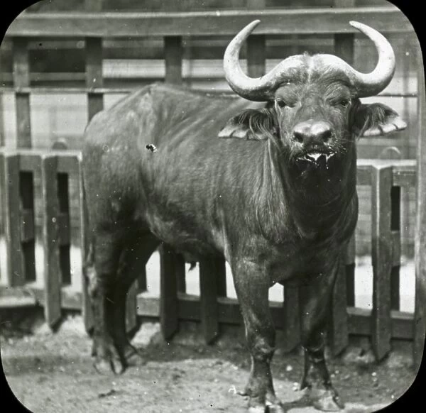 Animals at a French Zoo - Horned cattle