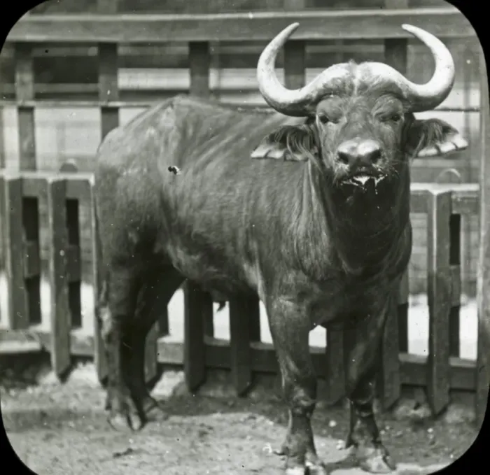 Framed Print : Animals at a French Zoo - Horned cattle Framed Print : Animals at a French Zoo - Horned cattle