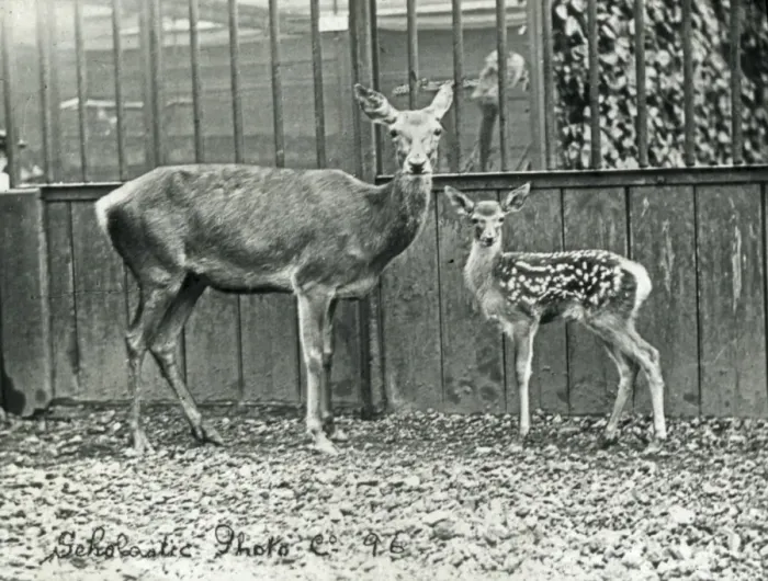 Framed Print : Animals at a French Zoo - Red Deer Framed Print : Animals at a French Zoo - Red Deer