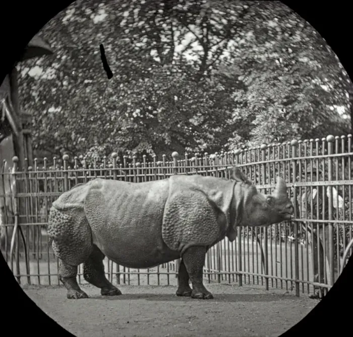 Framed Print : Animals at a French Zoo - Rhinoceros Framed Print : Animals at a French Zoo - Rhinoceros