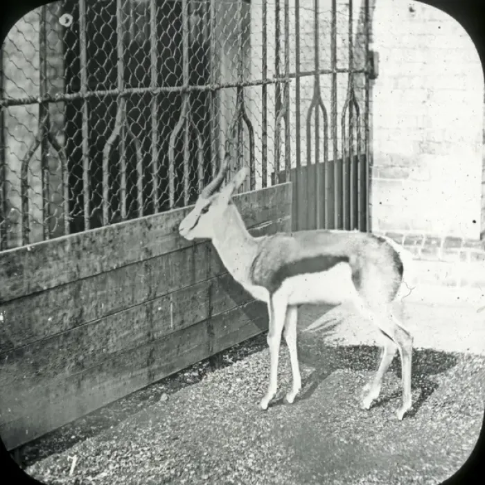 Framed Print : Animals at a French Zoo - Springbok Framed Print : Animals at a French Zoo - Springbok