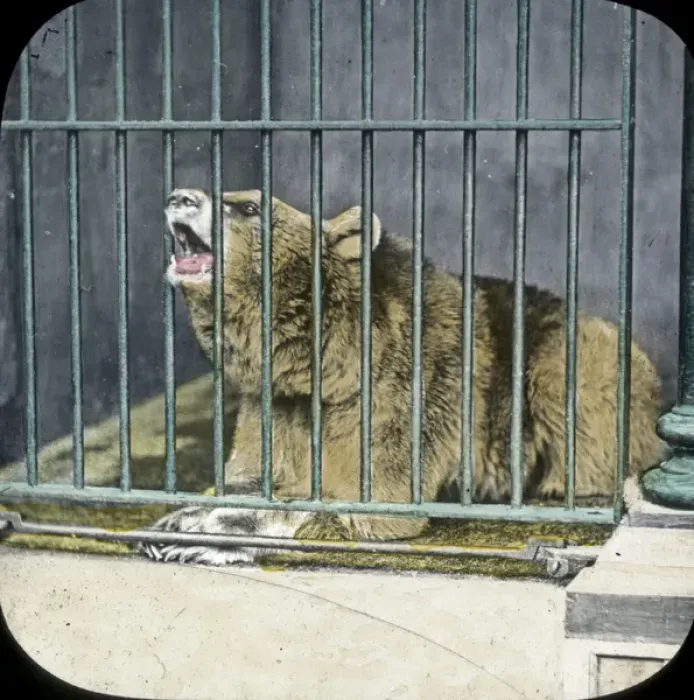 Framed Print : Animals at a French Zoo - Syrian Bear Framed Print : Animals at a French Zoo - Syrian Bear