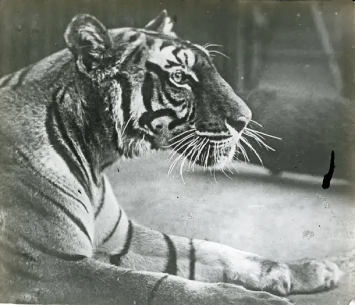 Framed Print : Animals at a French Zoo - Tiger Framed Print : Animals at a French Zoo - Tiger
