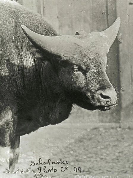 Animals at a French Zoo - Wide-horned Bull