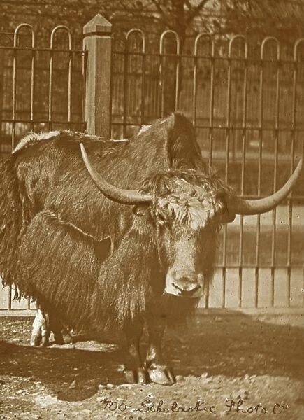 Animals at a French Zoo - Yak Bull