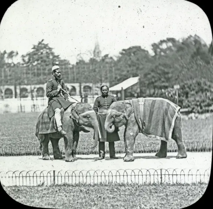 Framed Print : Animals at a French Zoo - Young Elephants Framed Print : Animals at a French Zoo - Young Elephants