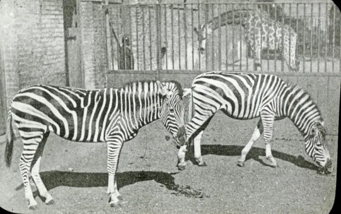 Framed Print : Animals at a French Zoo - Zebras Framed Print : Animals at a French Zoo - Zebras