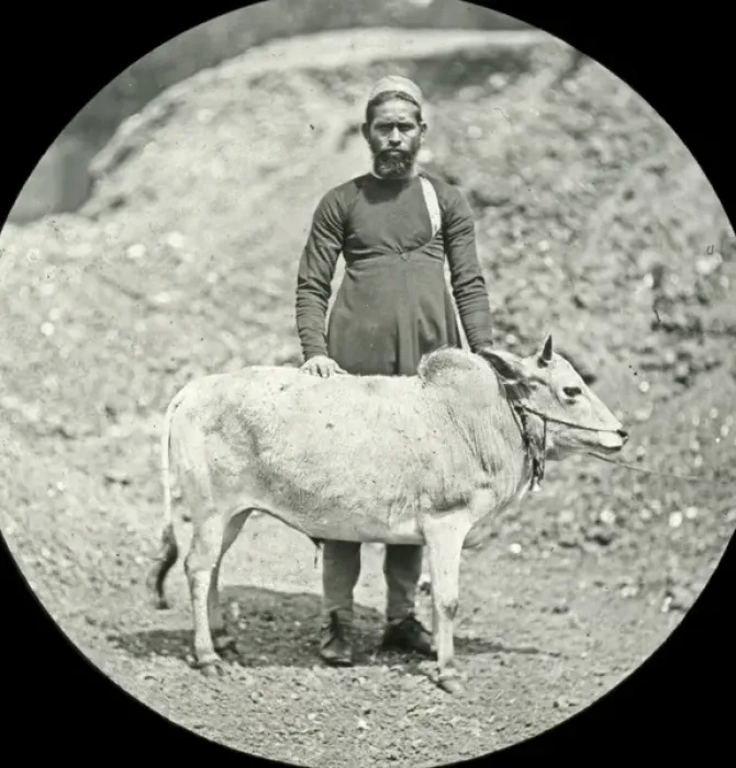 Framed Print : Animals at a French Zoo - Zebu Framed Print : Animals at a French Zoo - Zebu