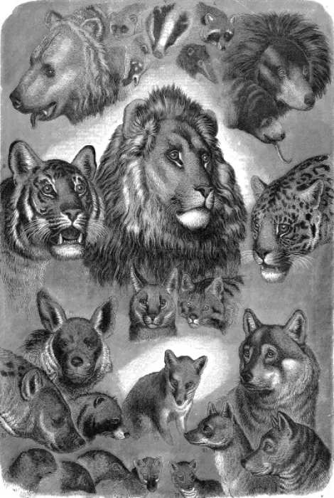 Framed Print : Animals of London Zoo, 1877 Framed Print : Animals of London Zoo, 1877