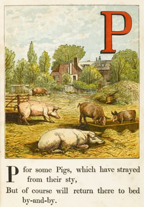 Framed Print : Animals / Pigs / Alphabet Framed Print : Animals / Pigs / Alphabet