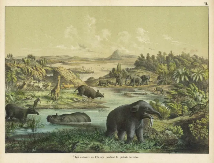 Framed Print : Animals and plants of the Tertiary era Framed Print : Animals and plants of the Tertiary era