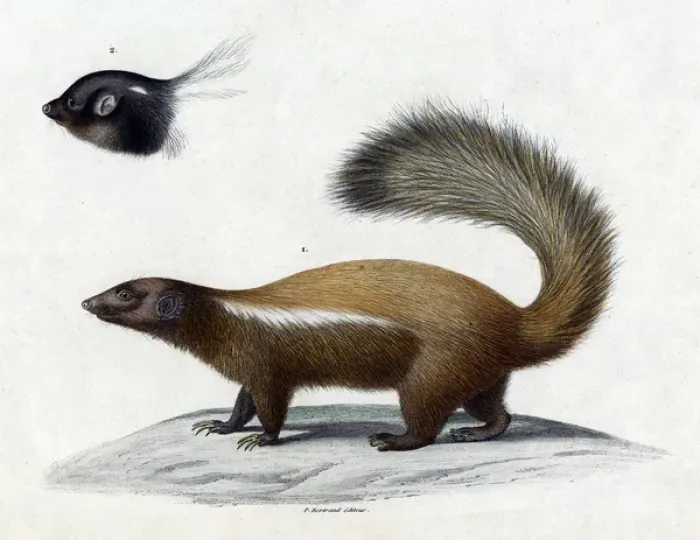 Framed Print : Animals / Skunk 19C Framed Print : Animals / Skunk 19C