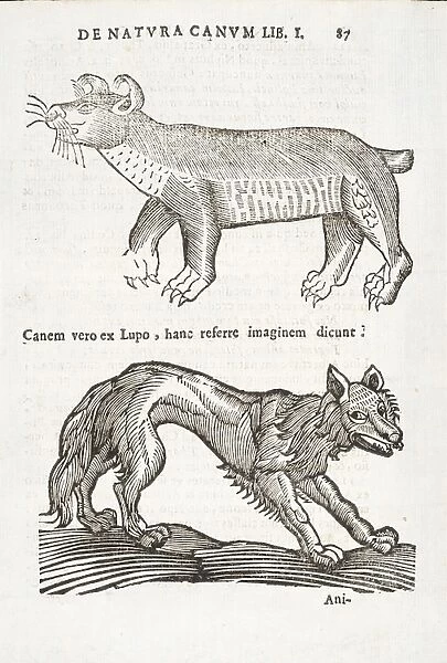 Two animals: wolf and  /  or dog