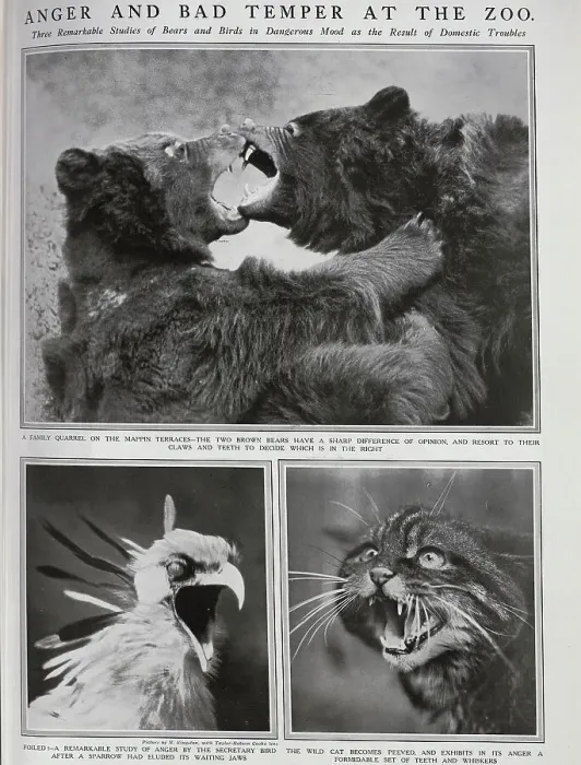 Framed Print : Animals at the Zoo Framed Print : Animals at the Zoo