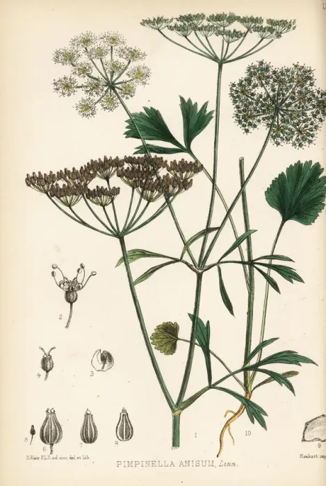 Framed Print : Anise or aniseed, Pimpinella anisum Framed Print : Anise or aniseed, Pimpinella anisum