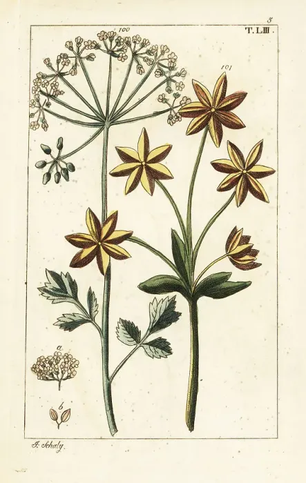 Framed Print : Anise or aniseed, Pimpinella anisum Framed Print : Anise or aniseed, Pimpinella anisum