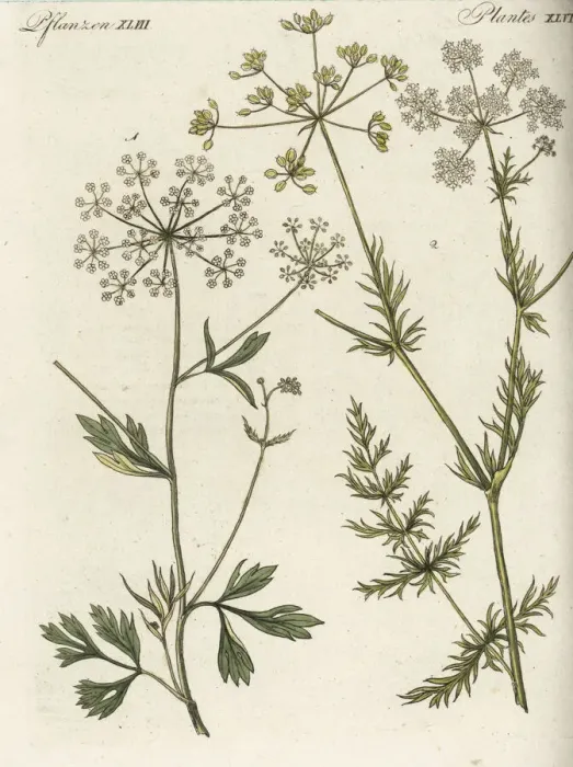 Framed Print : Anise and cumin Framed Print : Anise and cumin