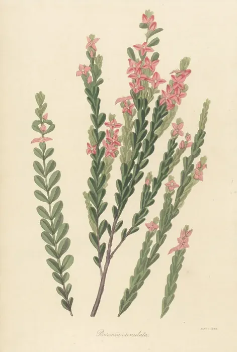 Framed Print : Aniseed boronia, Boronia crenulata Framed Print : Aniseed boronia, Boronia crenulata