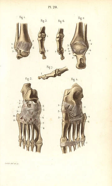 Ankle and foot bones